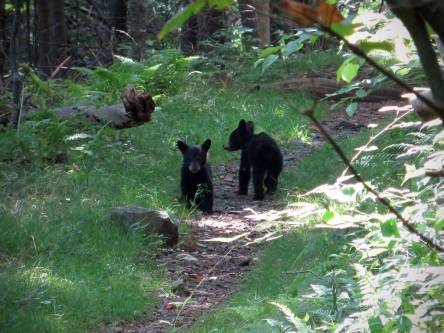 Black bear cubs