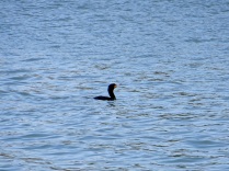 A cormorant in the Tidal Basin.