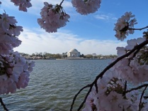 Cherry Blossoms framing the Jefferson Memorial